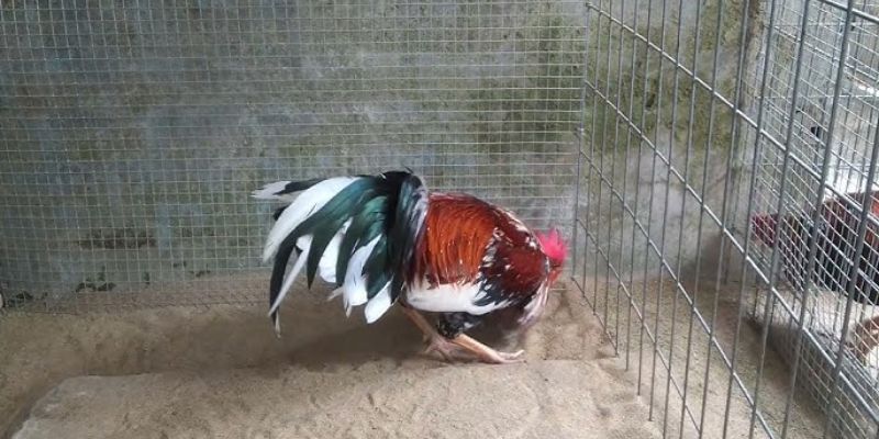 Tìm hiểu về gà xám 800tr Phúc Bình Dương