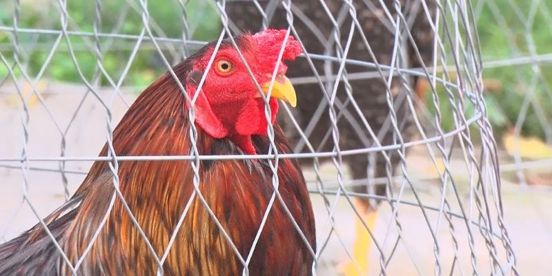 Lý do gà xám 800tr Phúc Bình Dương nổi tiếng tại các sới gà